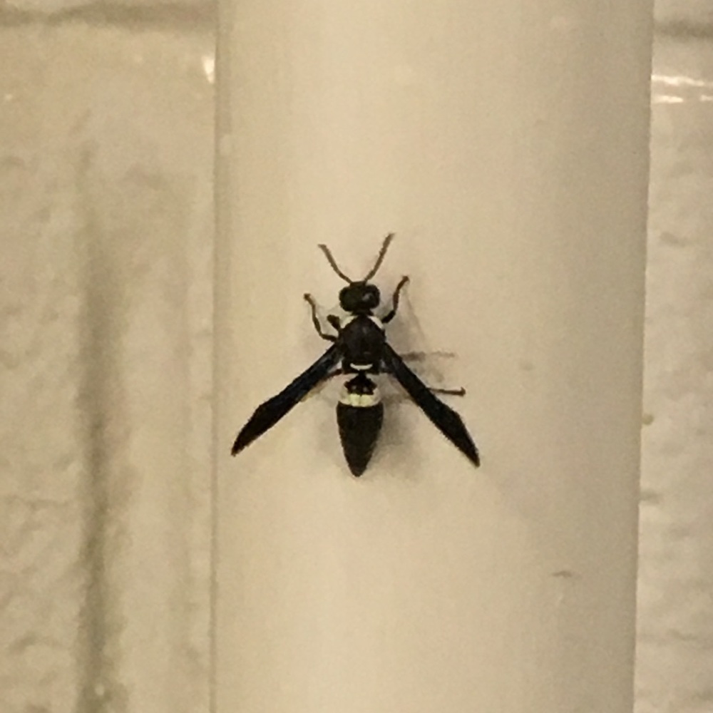 Meet your Posher, Wes